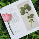Open book with basil plant and pink flower on a wooden surface