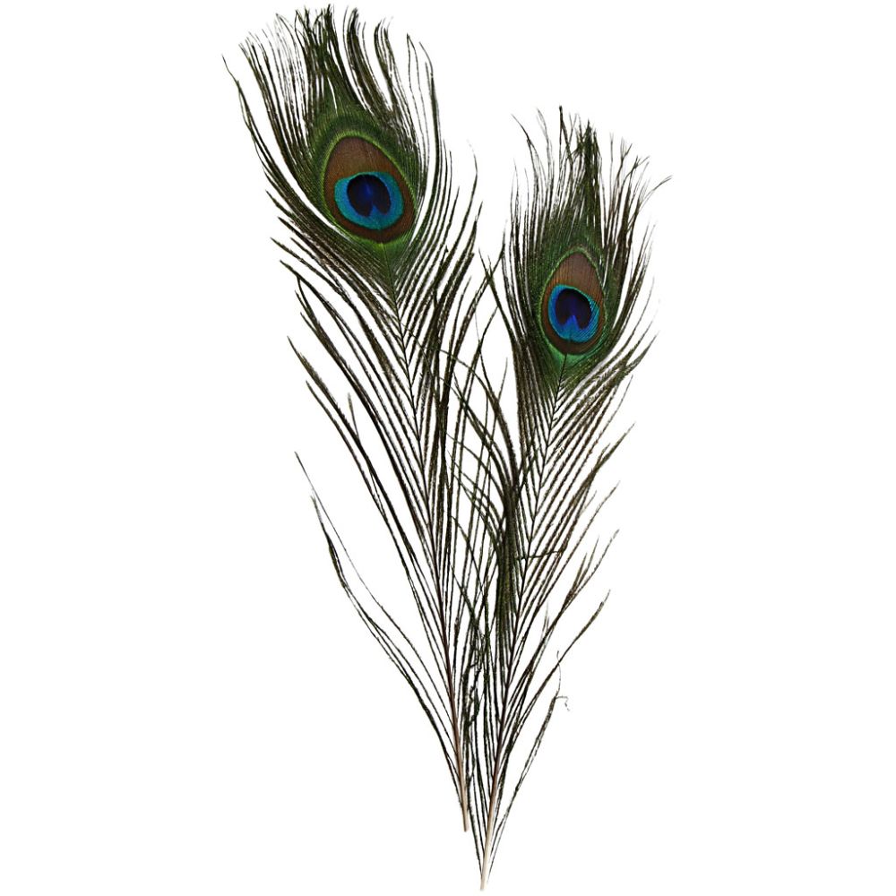 Peacock Feather 10-30"
