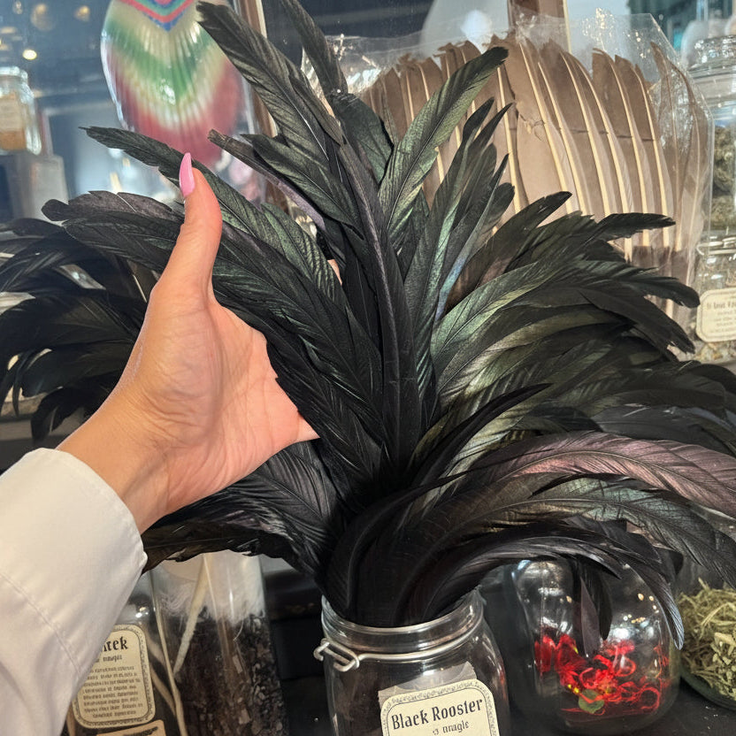 Black feathers held by a hand with a blurred background