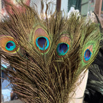 Close-up of peacock feathers with vibrant blue and green colors.