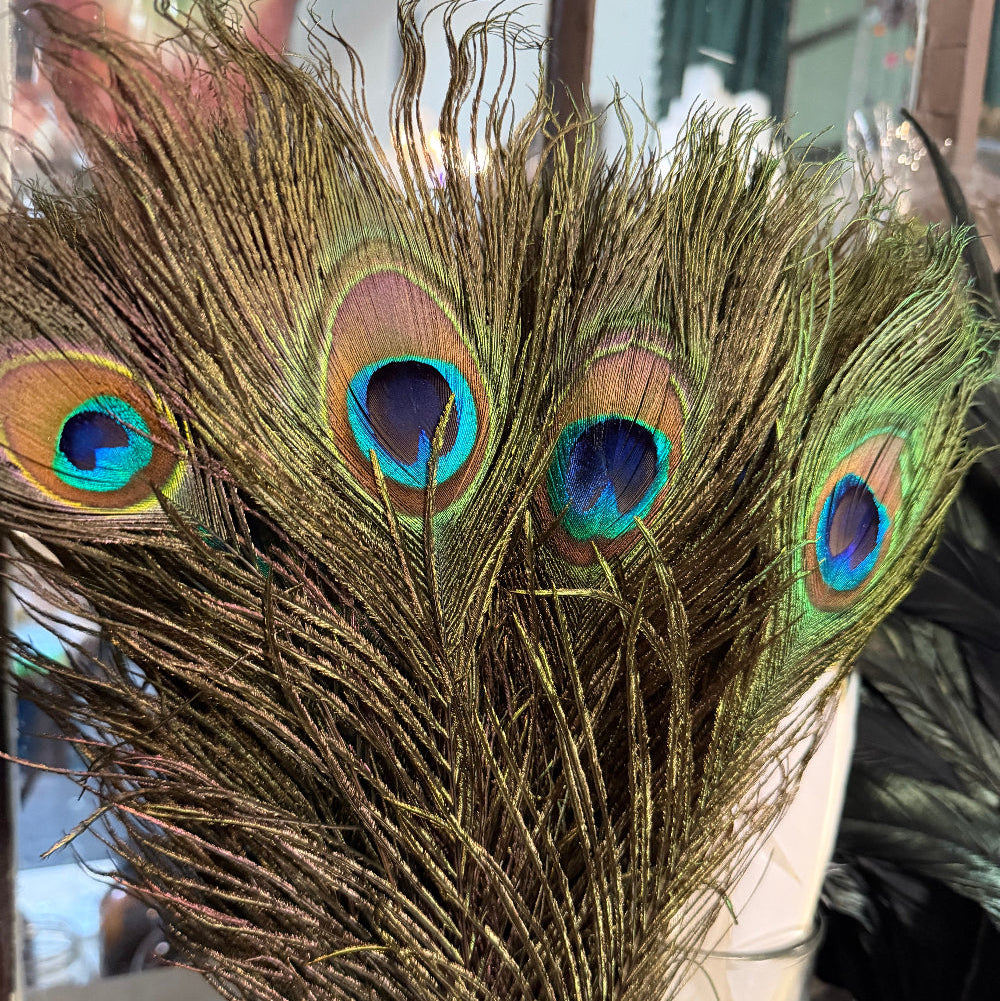 Close-up of peacock feathers with vibrant blue and green colors.