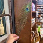 Peacock feather held by a hand in front of a store display case.