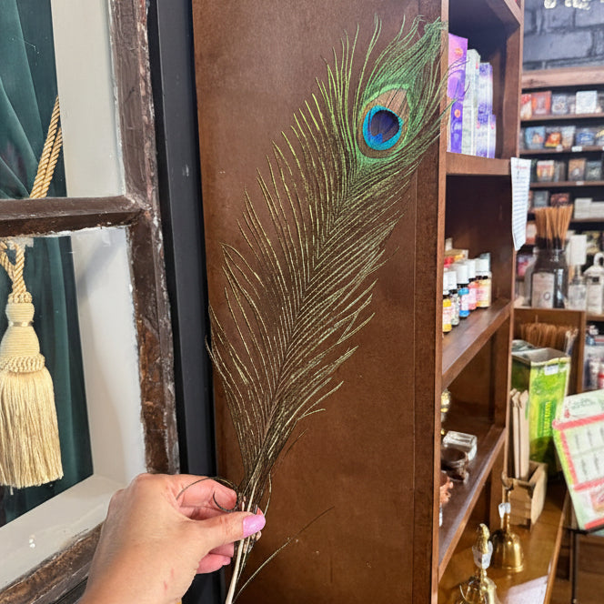 Peacock feather held by a hand in front of a store display case.