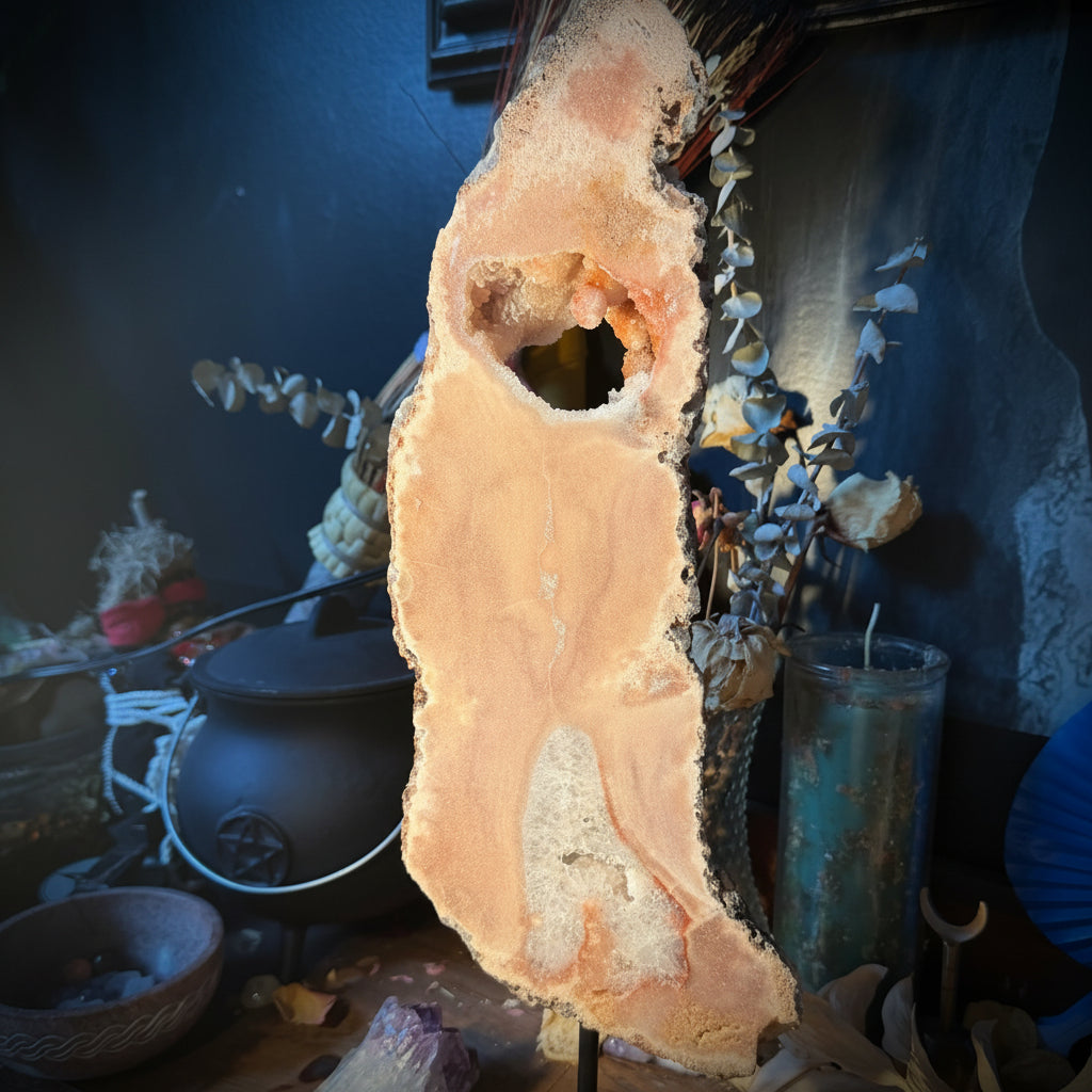 Close-up of a fish skeleton with a blurred background