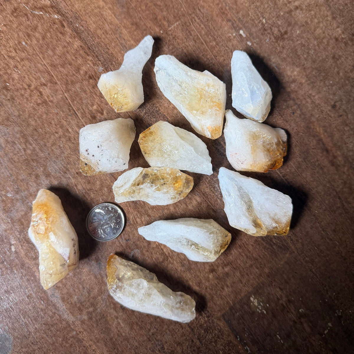 Nine rough, unpolished raw stone pieces with natural irregular shapes, showing off-white and light tan surfaces with some warm brownish-orange areas, arranged on a dark brown wooden surface next to a US quarter coin for scale.