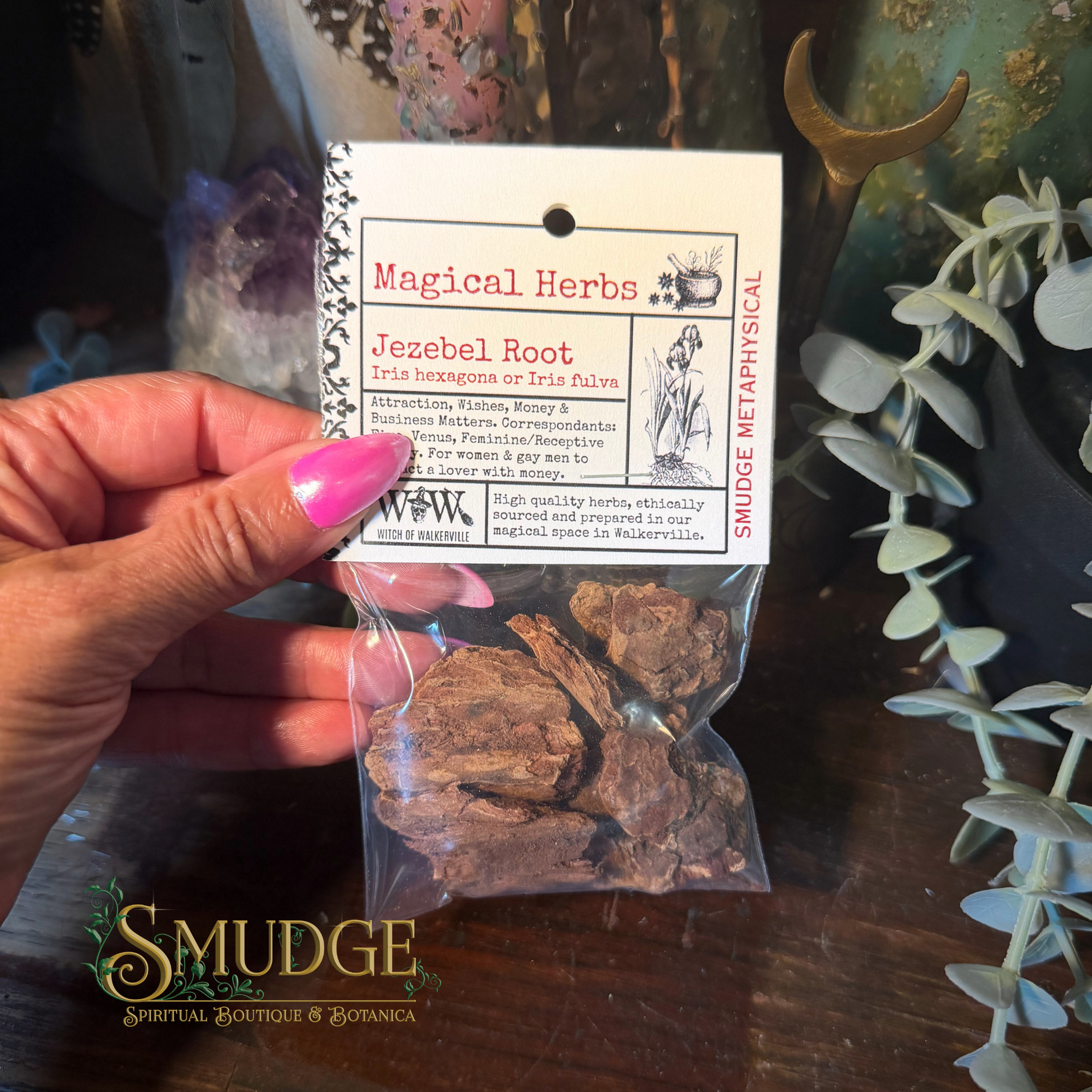 A hand with pink nail polish holds a small clear plastic bag containing dark brown Jezebel Root herbal pieces, attached to a white paper header card labeled 'Magical Herbs' and 'Jezebel Root'. The background is a dark wooden surface with decorative plants and crystals.