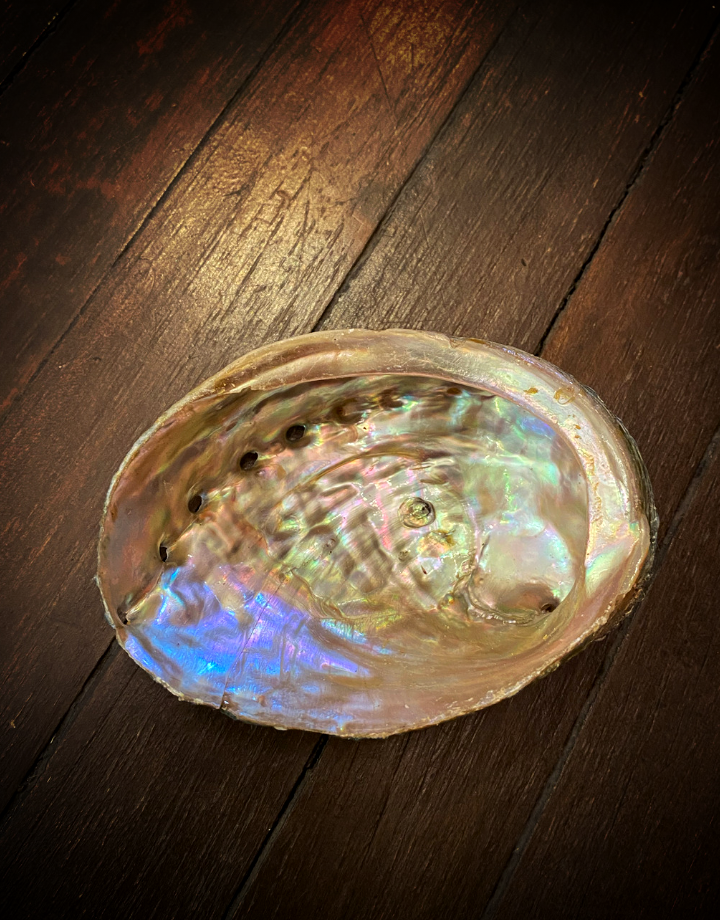 Abalone Shell Natural 4 - 5"