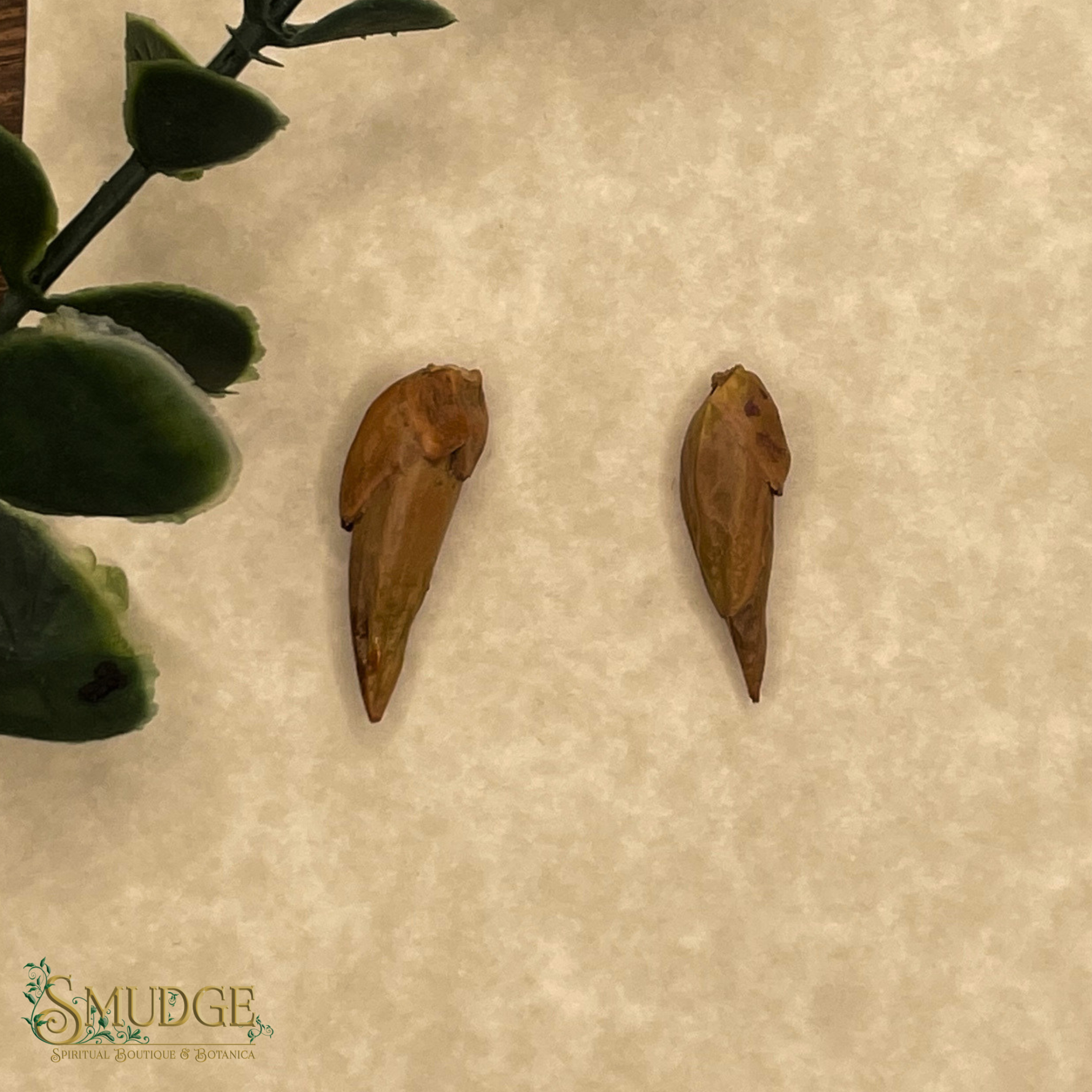 Two brown roots on a beige surface with green leaves on the side.