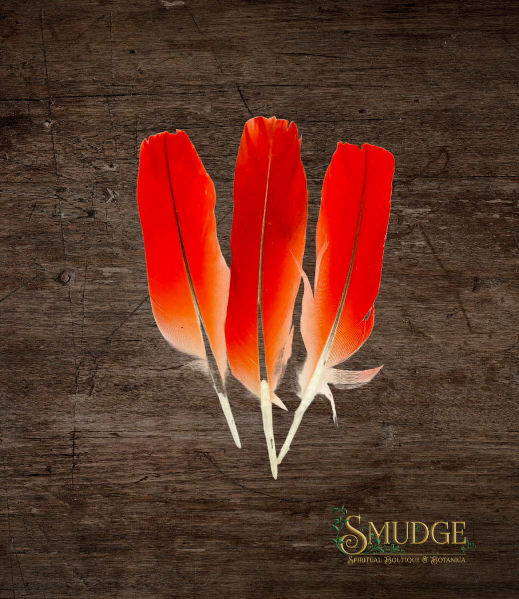 Pluma de loro - African Grey Parrot feather