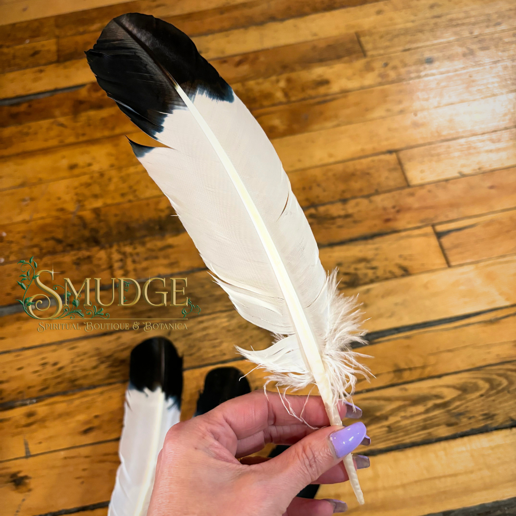 Black & White Feather