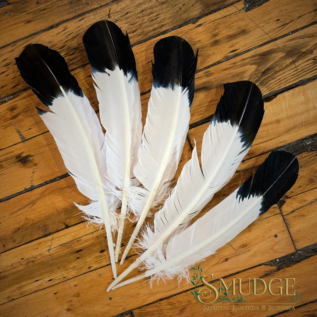 Black & White Feather