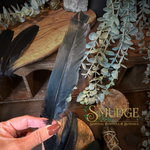 A hand holding a black birds feather