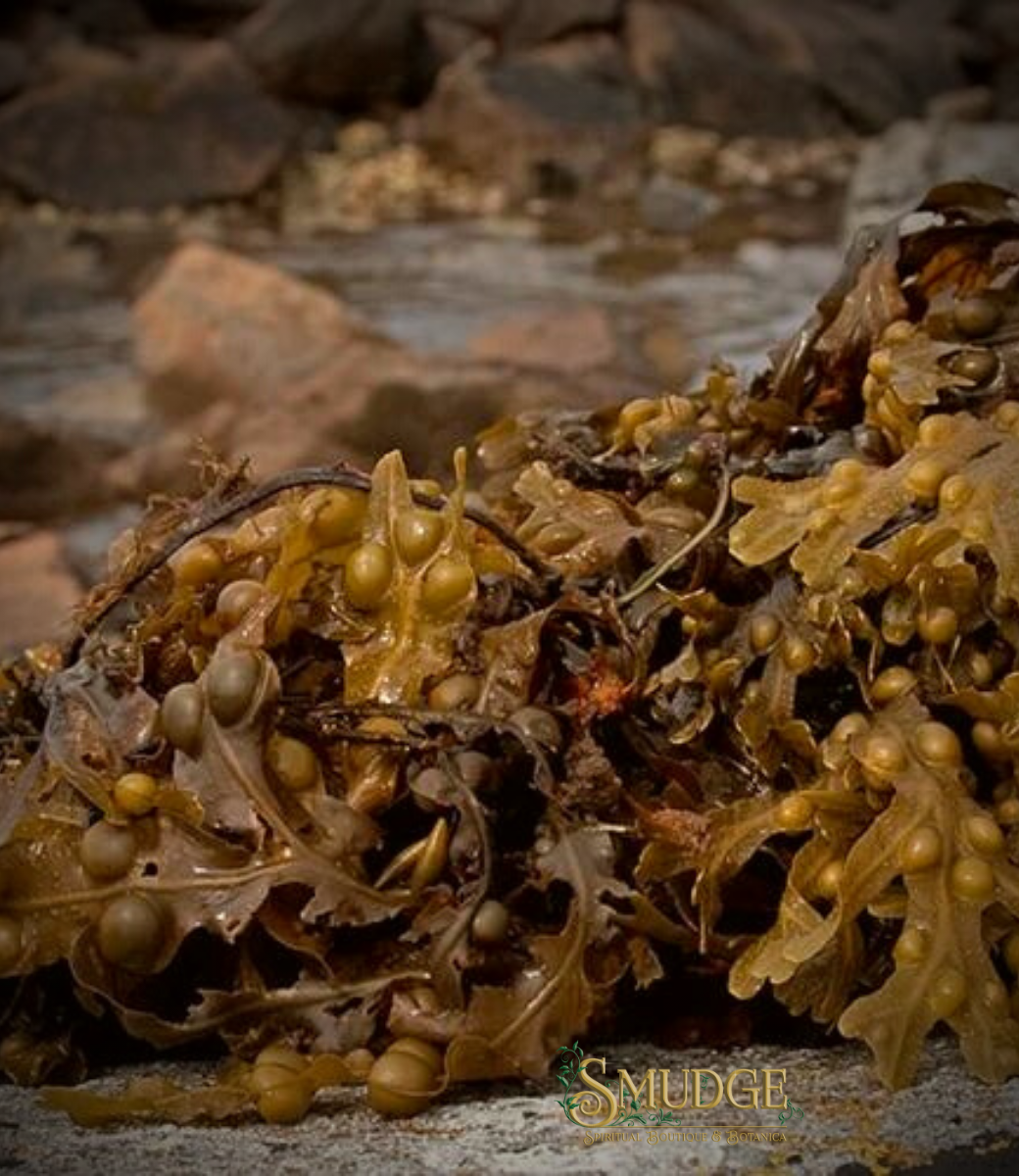 Bladderwrack