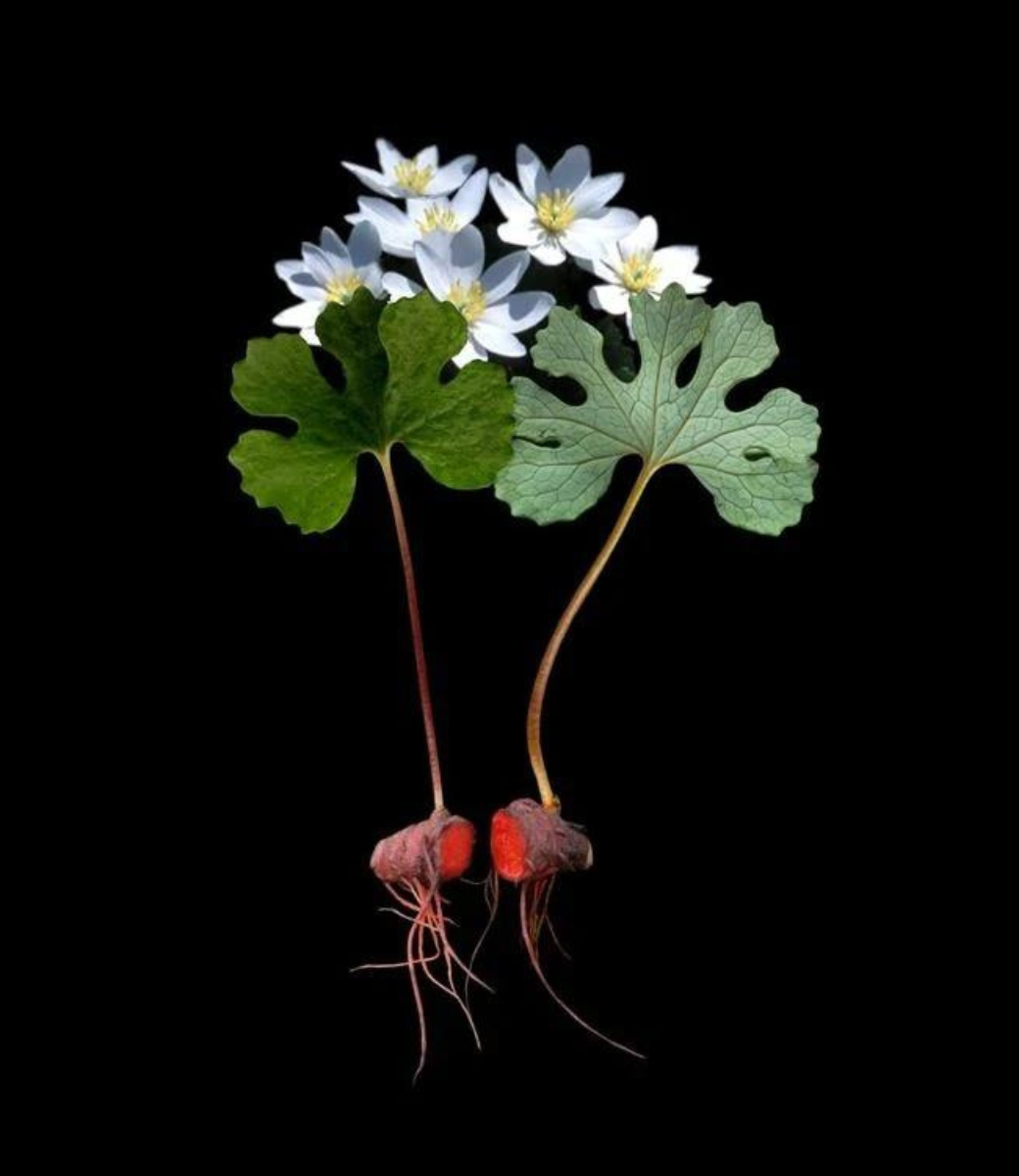 Bloodroot - cut