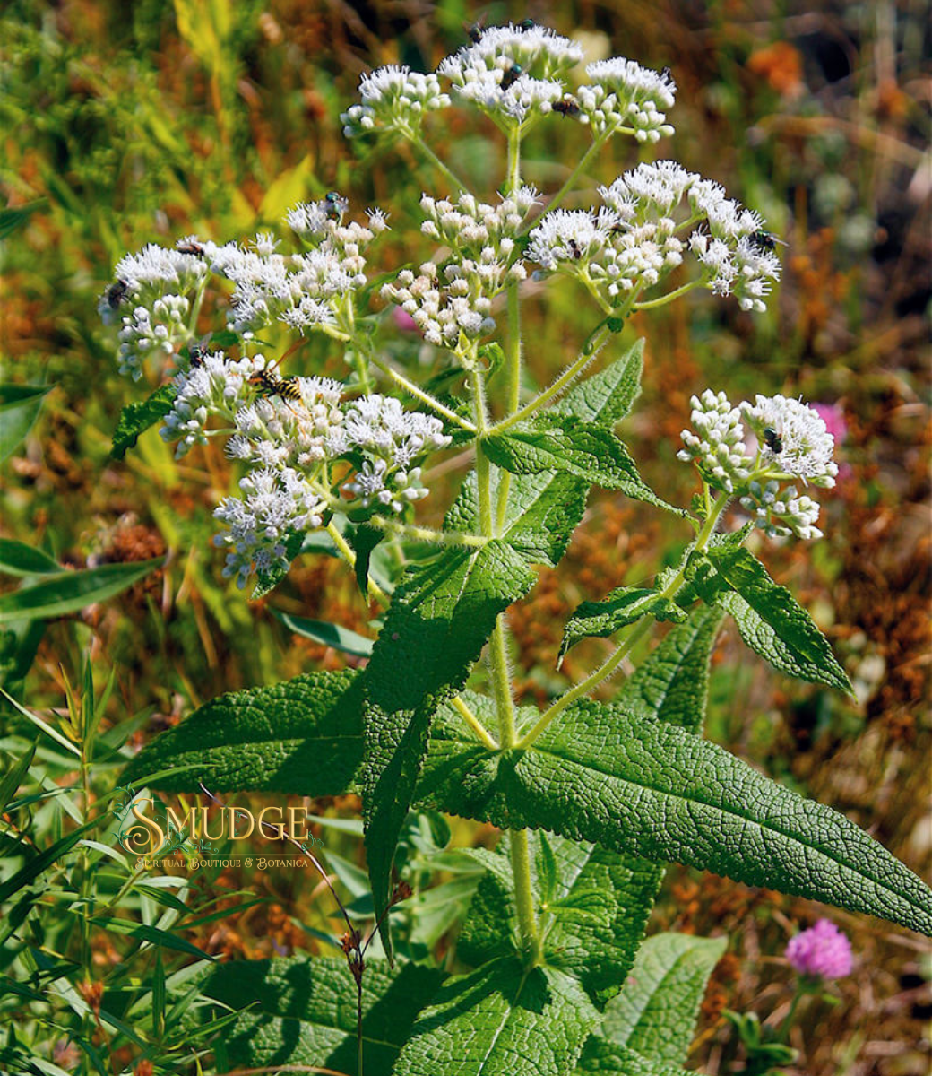 Boneset