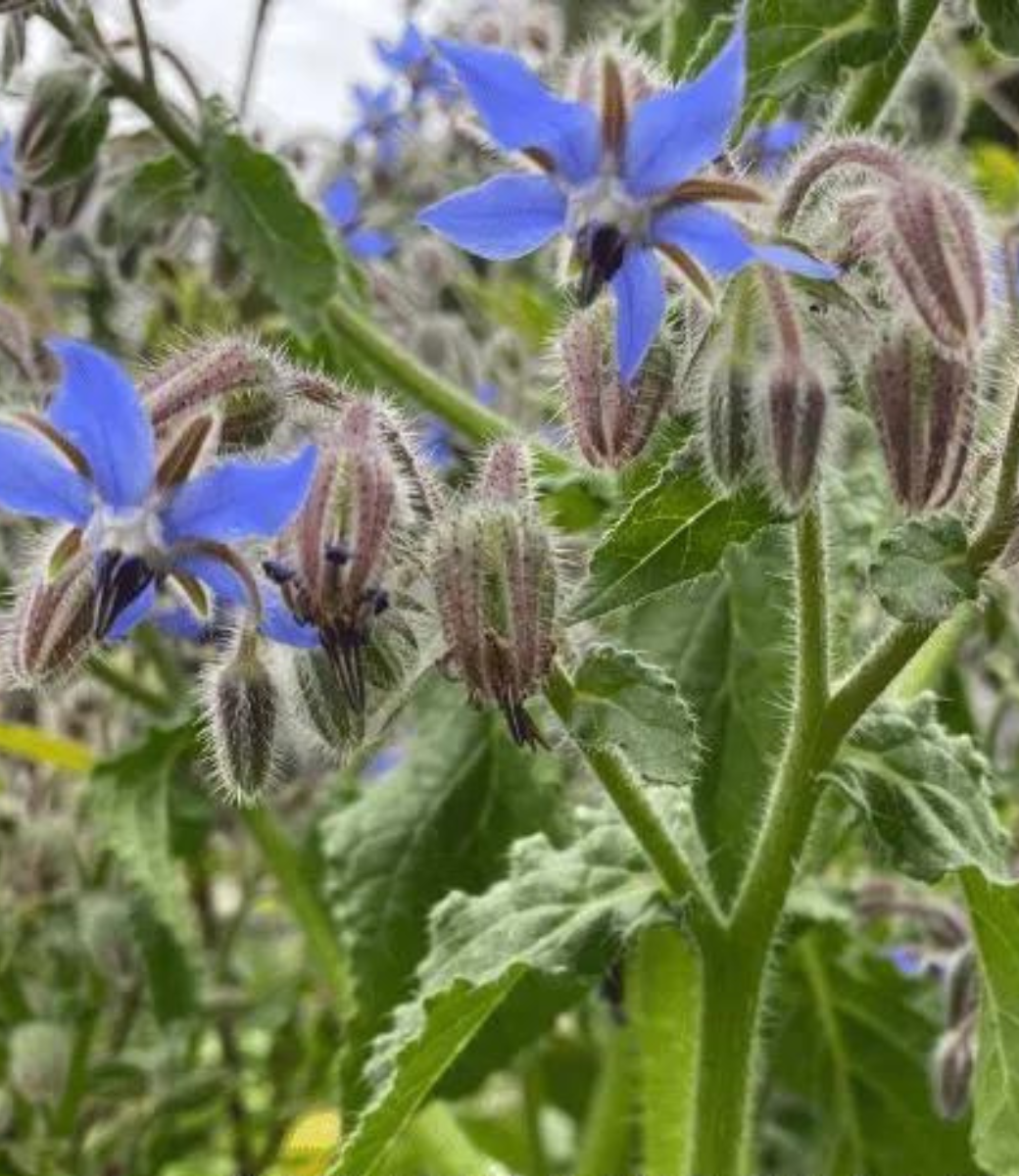 Borage leaf