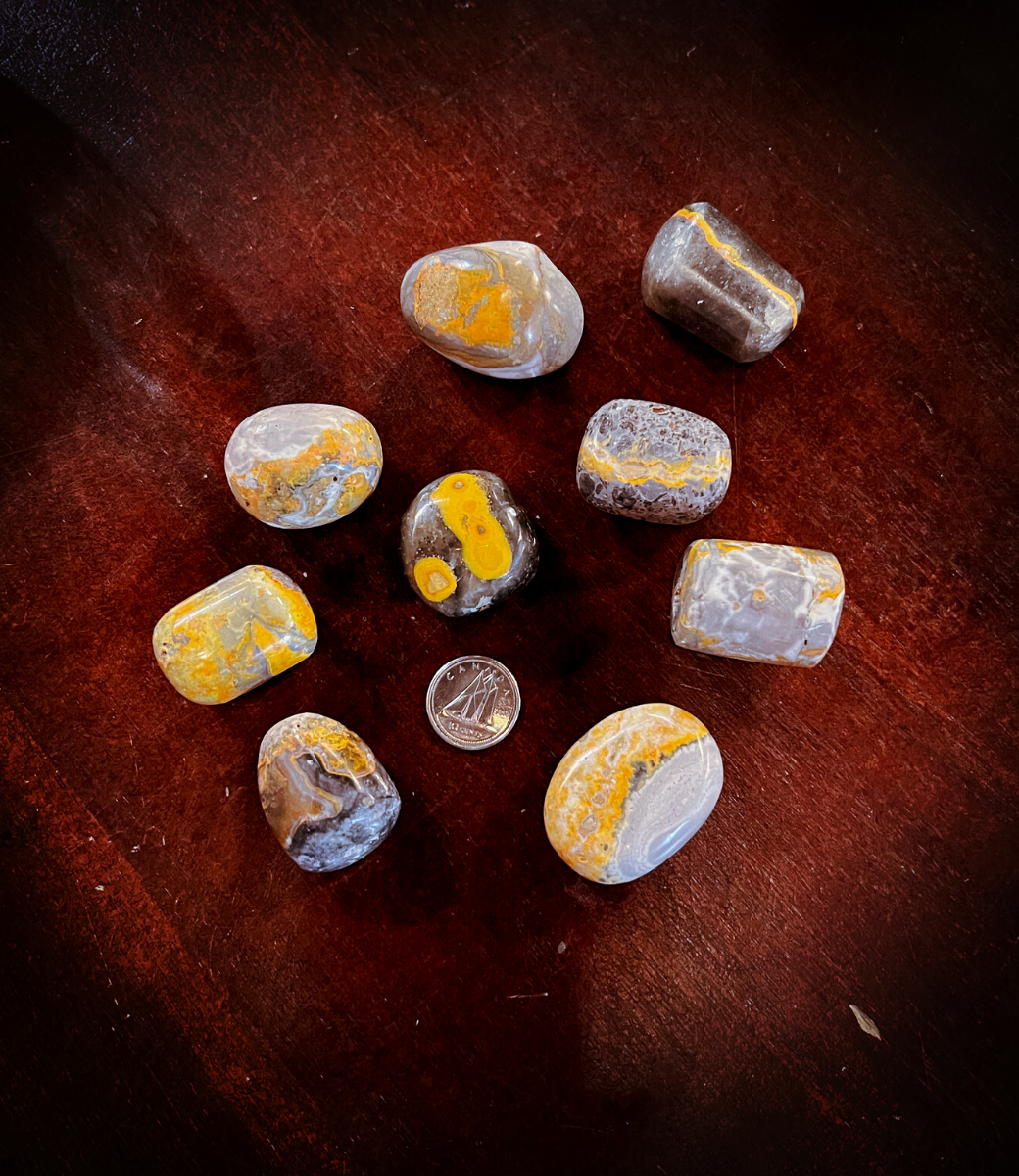 Bumblebee Jasper - X-large