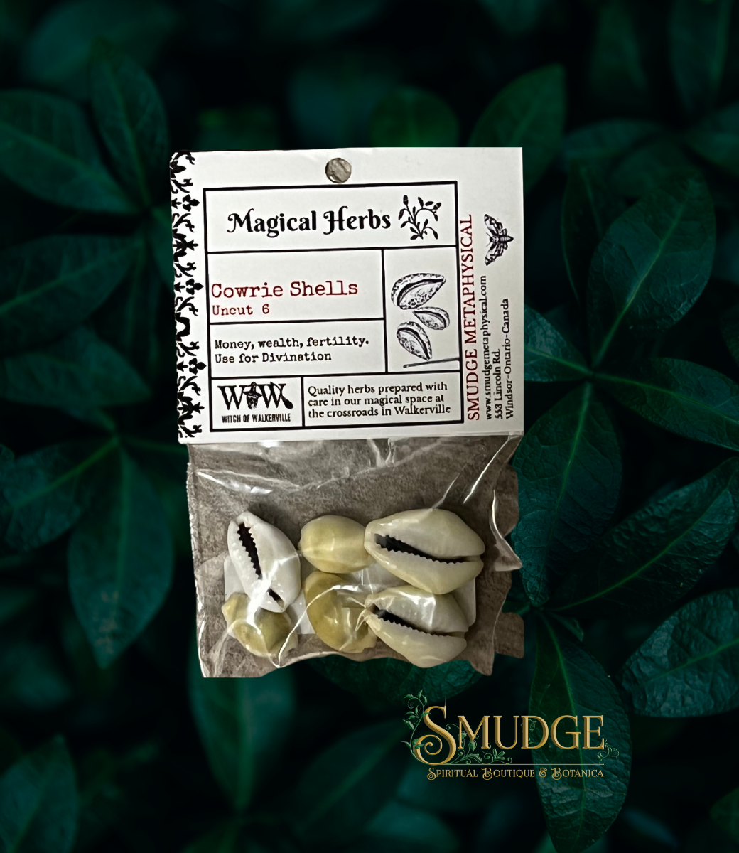 Cowrie Shells (6pck)