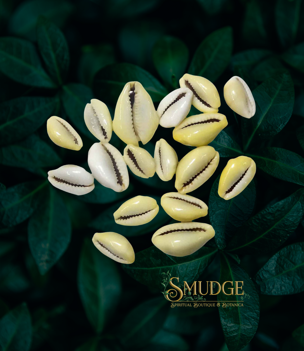 Cowrie Shells (6pck)