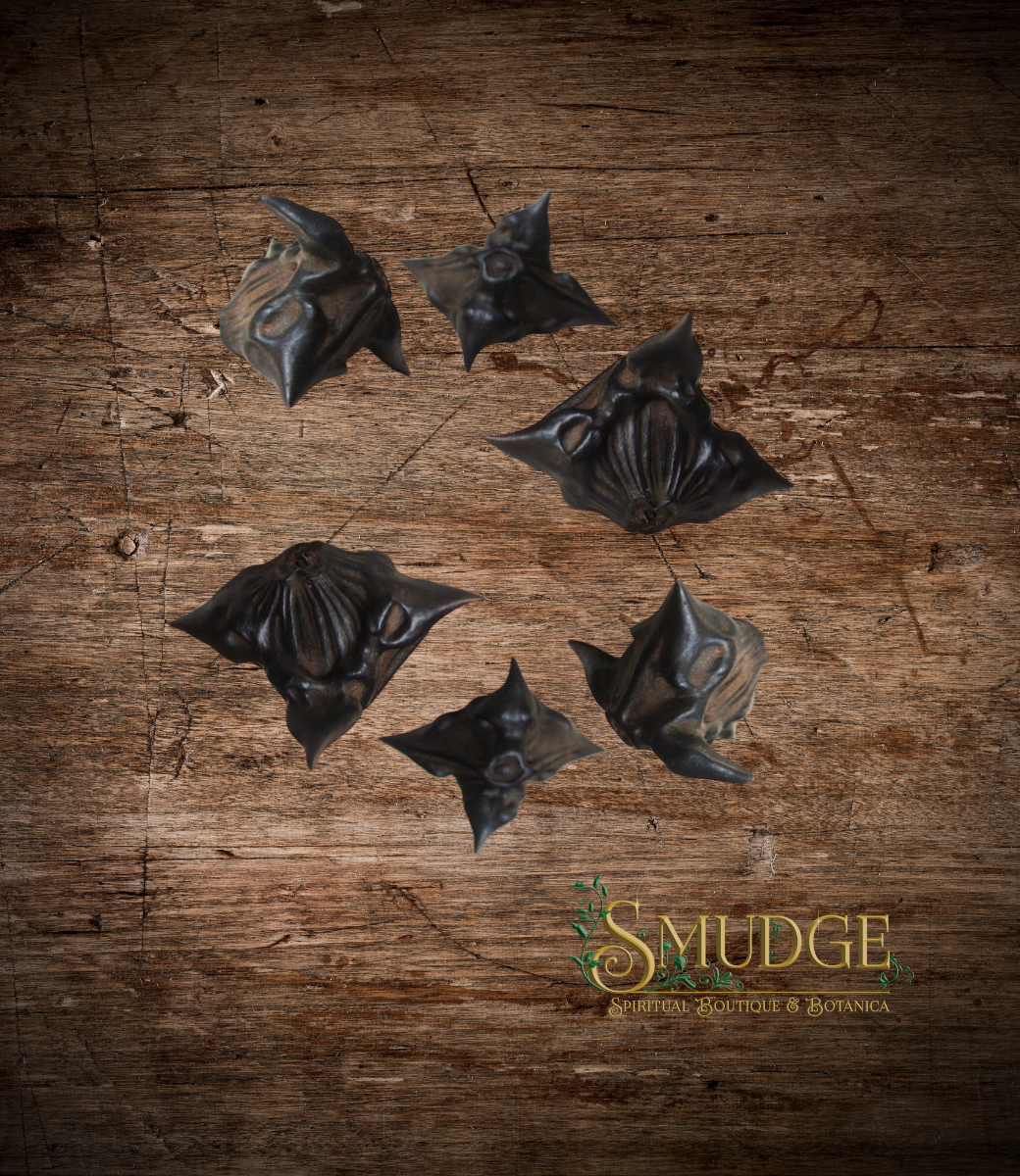 Devil's Pod - Bat Nut