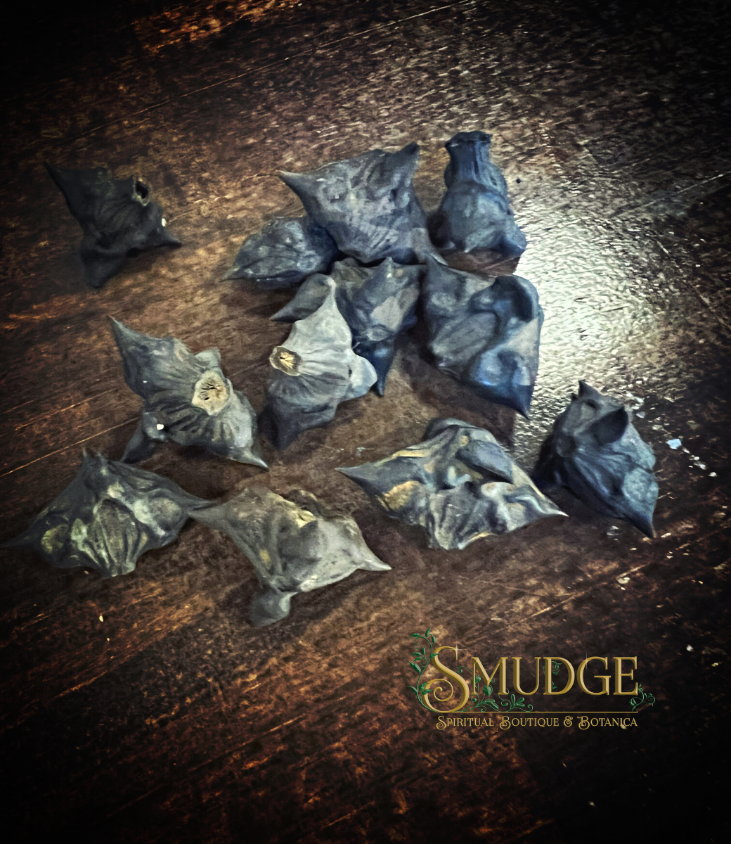 Devil's Pod - Bat Nut