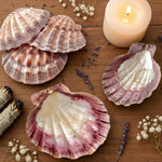 Three scallop shells on a light surface with a small plant.