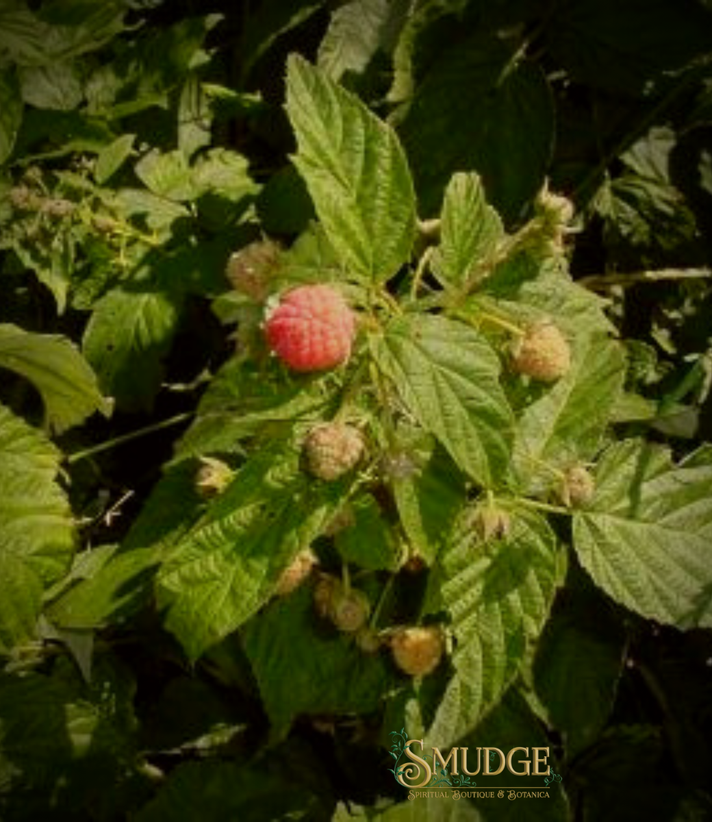 Raspberry Leaf