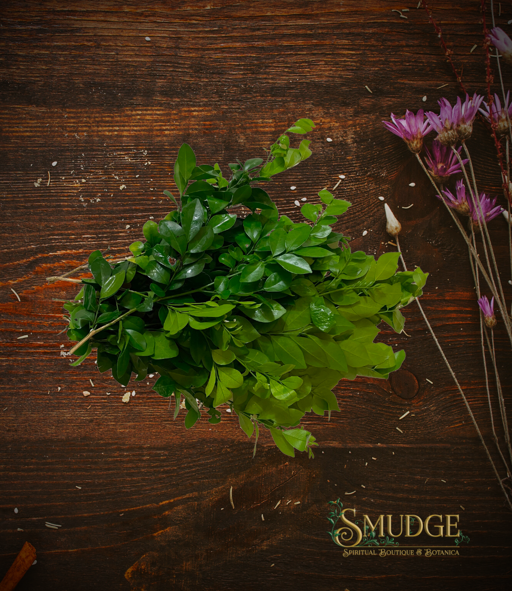 Rompe Muralla Wall Breaker Plant Bath