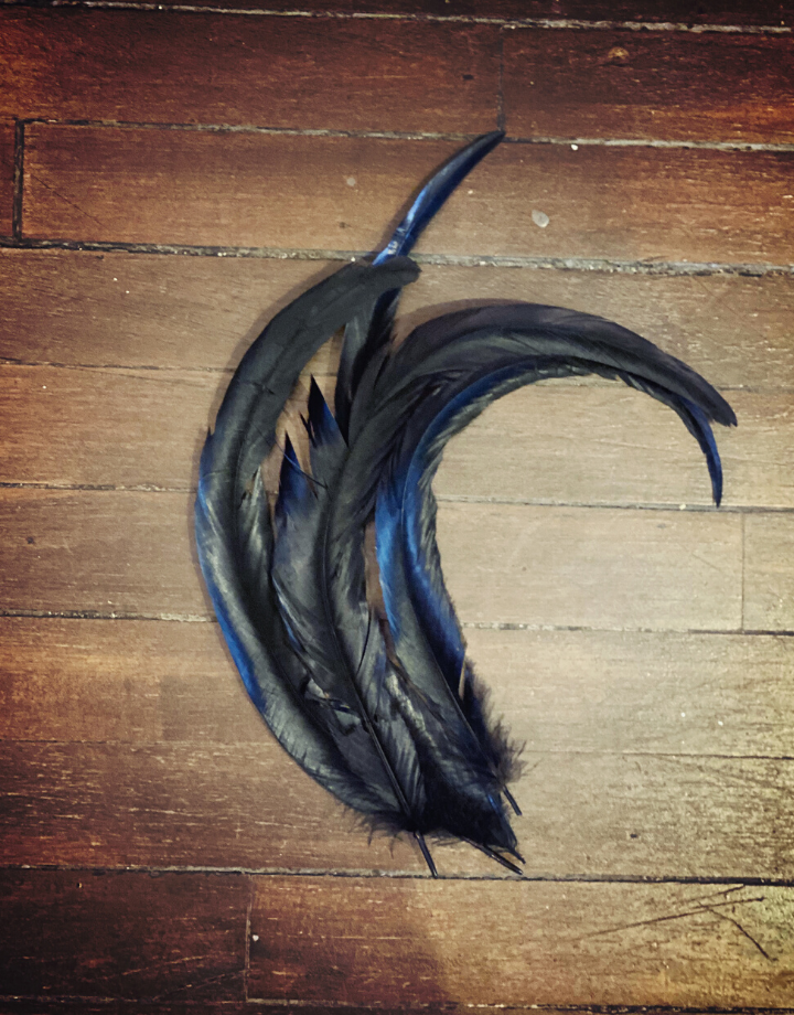 Black Rooster Feather