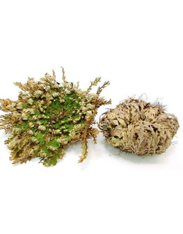 Rose of Jericho - Resurection Plant