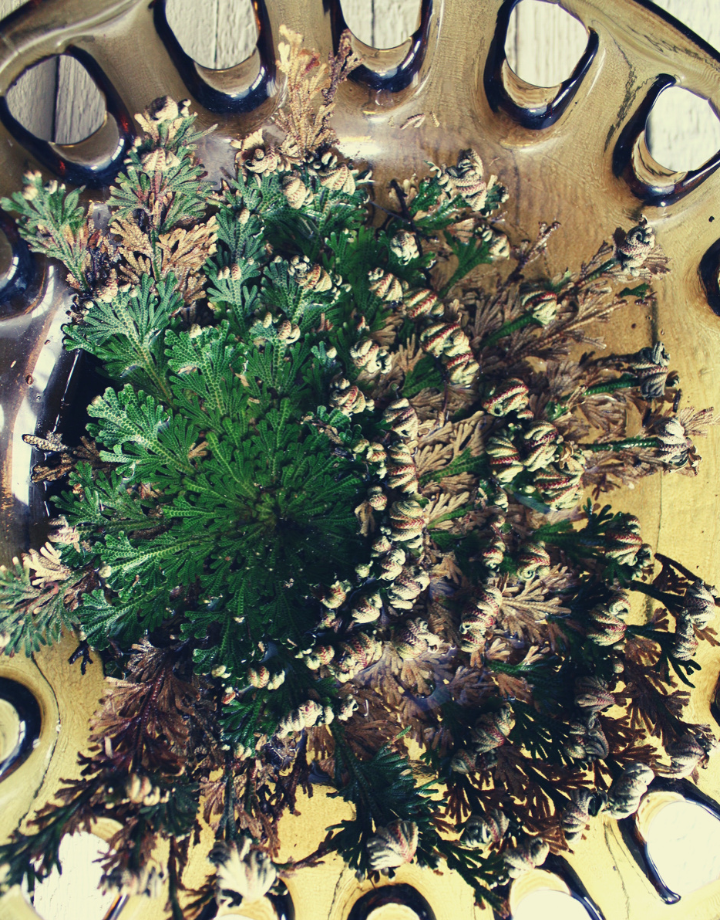 Rose of Jericho - Resurection Plant