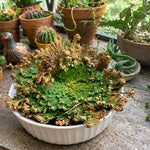 A potted green plant with many small dried flower clusters radiating from a dense green center, shown in a white shallow dish among other potted plants.