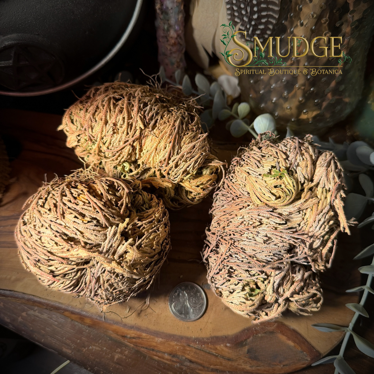 Three dried Rose of Jericho plant dried bundles displayed on a rustic wooden surface, with a coin for scale and decorative botanical elements in the background.