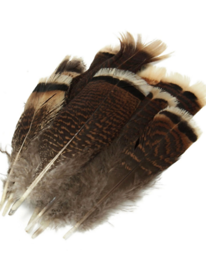 Turkey Smudging Feather